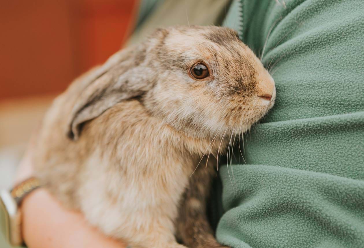 Olddist Rabbit Old Down Estate - Gallery